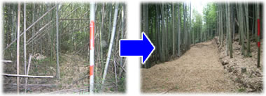 竹林整備の実例2